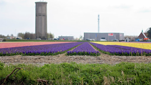 The Netherlands with Kids