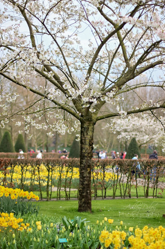 The Netherlands with Kids