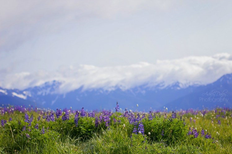 Northern Olympic Peninsula with Kids (6)