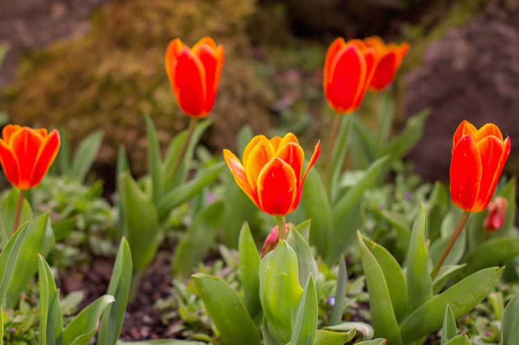 Victoria with Kids Butchart Gardens