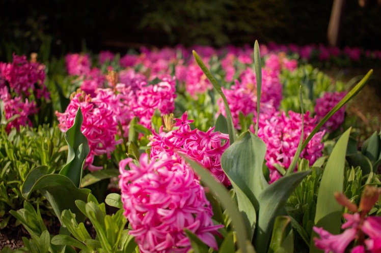 Victoria with Kids Butchart Gardens