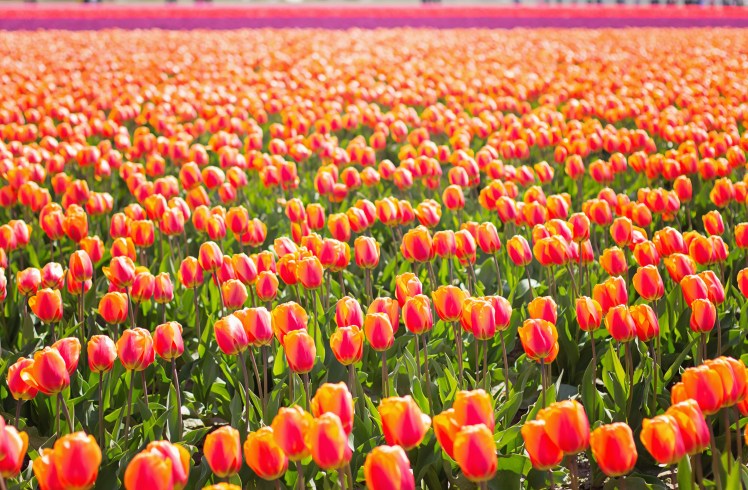 Skagit Valley Tulip Festival with Kids