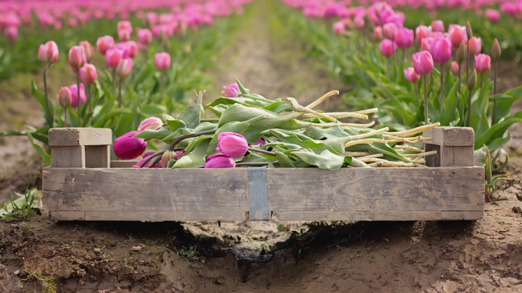 Skagit Valley Tulip Festival with Kids