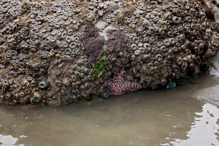 camping at kalaloch with kids