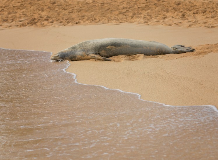 Kauai with Kids: Spouting Horn, Glass Beach, and Hanapepe