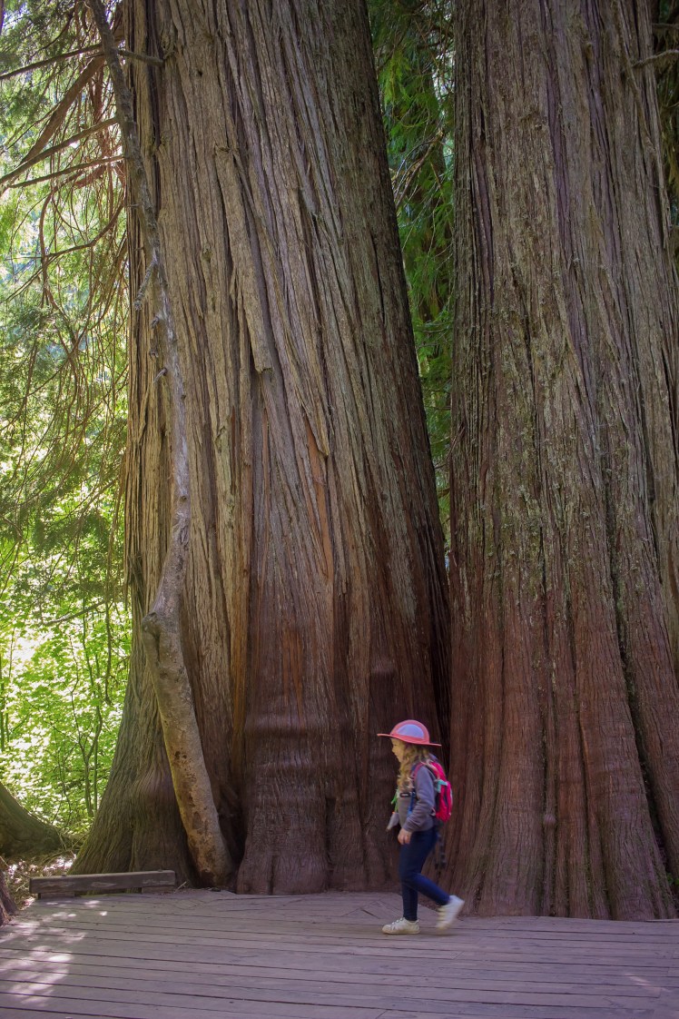 Mount Rainier with Kids