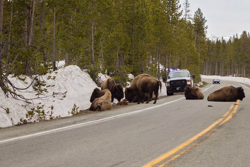 Top 10 Yellowstone with Kids