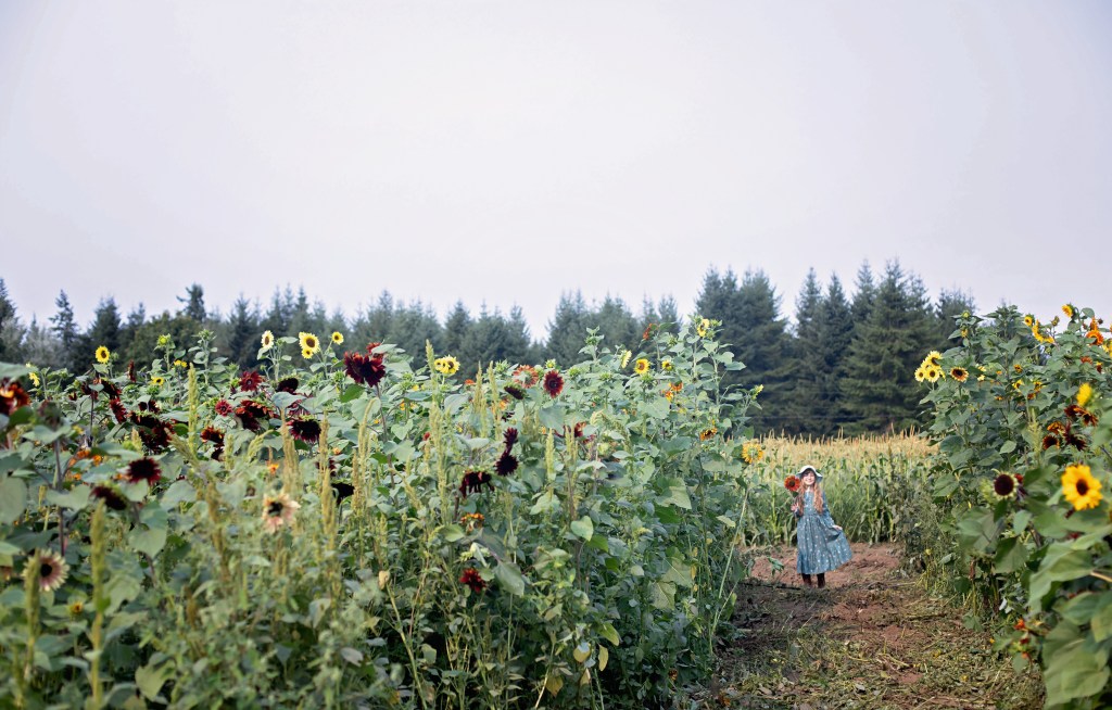 Rutledge Family Farm Sunflower Festival
